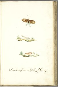 KITLV - 37A38 - Markée, Cornelis - Metamorphosis of an exotic grass caterpillar into a butterfly - Brush drawing - Circa 1763