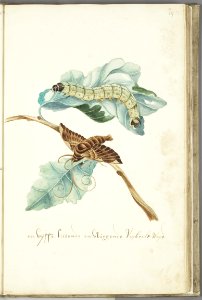 KITLV - 37A42 - Markée, Cornelis - Vine branch. Caterpillar and butterfly - Brush drawing - Circa 1763