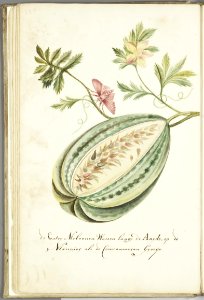 KITLV - 37A45 - Markée, Cornelis - Watermelon with leaves and butterfly - Brush drawing - Circa 1763