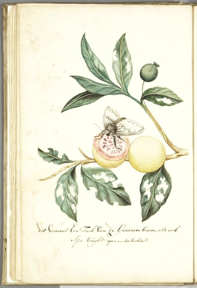 KITLV - 37A49 - Markée, Cornelis - Branches and open fruit of the Guava tree, with feeding butterfly - Brush drawing - Circa 1763