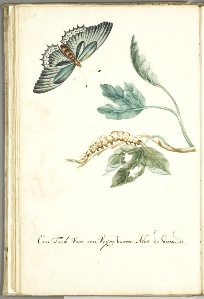 KITLV - 37A53 - Markée, Cornelis - Fig tree branch with caterpillar and butterfly - Brush drawing - Circa 1763