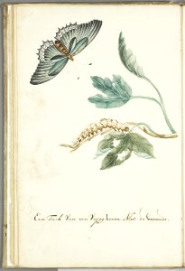 KITLV - 37A53 - Markée, Cornelis - Fig tree branch with caterpillar and butterfly - Brush drawing - Circa 1763
