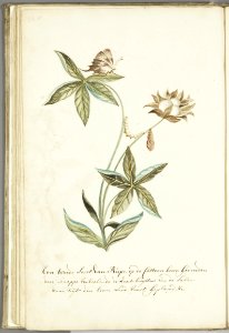 KITLV - 37A57 - Markée, Cornelis - A second type of caterpillar on a cotton plant with butterfly - Brush drawing - Circa 1763