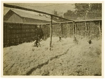 KITLV - 28615 - Kurkdjian, N.V. Photografisch Atelier O. - Soerabaja - Post-cleaning of the stoned kapok on Java - circa 1912
