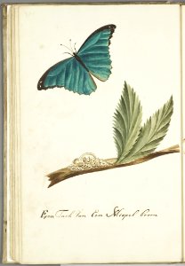 KITLV - 37A61 - Markée, Cornelis - A branch of a medlar tree with caterpillar and butterfly - Brush drawing - Circa 1763