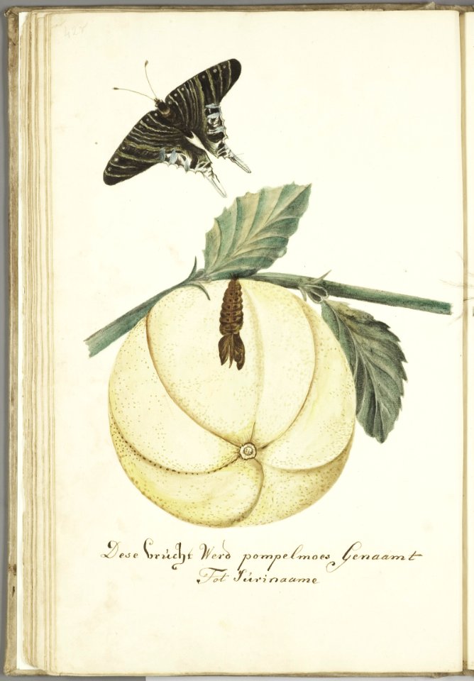 KITLV - 37A65 - Markée, Cornelis - Grapefruit with leaves, caterpillar and butterfly, Suriname - Brush drawing - Circa 1763