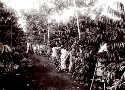 KITLV - 78528 - Kurkdjian - Sourabaia-Java - Women picking at a coffee plantation, probably in Java - circa 1915