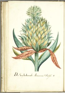KITLV - 37A69 - Markée, Cornelis - Pineapple - Brush drawing - Circa 1763