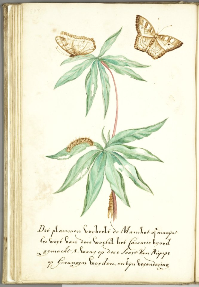 KITLV - 37A73 - Markée, Cornelis - Manihot plant for cassava bread with caterpillar and butterfly - Brush drawing - Circa 1763
