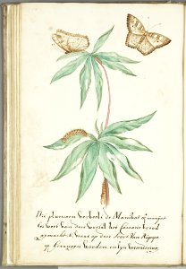 KITLV - 37A73 - Markée, Cornelis - Manihot plant for cassava bread with caterpillar and butterfly - Brush drawing - Circa 1763
