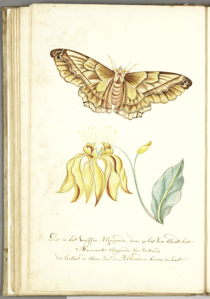 KITLV - 37A77 - Markée, Cornelis - Pellesaat flower, seed, leaf with butterfly - Brush drawing - Circa 1763