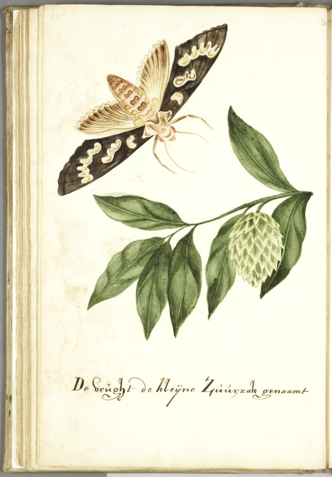 KITLV - 37A81 - Markée, Cornelis - The fruit called the small soursop (guanábana, graviola, Annona muricata) - Brush drawing - Circa 1763