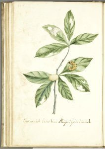 KITLV - 37A85 - Markée, Cornelis - A second type of caterpillar on the soursop - Brush drawing - Circa 1763