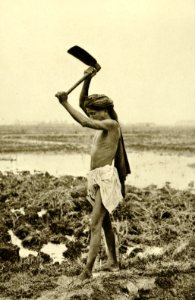 KITLV - 78317 - Kleingrothe, C.J. - Medan - Klingalese coolie on a tobacco plantation of the Amsterdam Deli Company in Medan, Sumatra - circa 1900