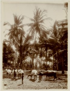 KITLV - 28735 - Kurkdjian, N.V. Photografisch Atelier O. - Soerabaja - Oxen near a village in Bali - circa 1915
