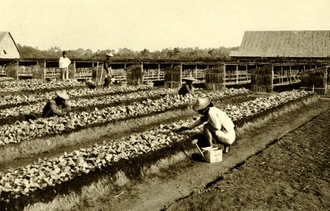 KITLV - 78321 - Kleingrothe, C.J. - Medan - Coolies working in the seed beds on a tobacco plantation of the Amsterdam Deli Company in Medan, Sumatra - circa 1900