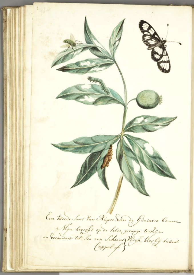 KITLV - 37A97 - Markée, Cornelis - A second type of caterpillar on the guava tree, caught on this tree so i'm told, turns into this beautiful butterfly- - Brush drawing - Circa 1763