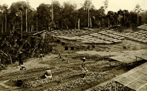 KITLV - 78468 - Kleingrothe, C.J. - Medan - Seed beds on a tobacco plantation in Deli - circa 1900