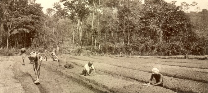 KITLV - 79935 - Kleingrothe, C.J. - Medan - Sowing on a rubber plantation in Malaysia - circa 1910