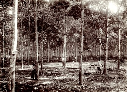 KITLV - 78514 - Kurkdjian - Sourabaia-Java - Two women and a man working on a rubber plantation, probably in Java - circa 1915
