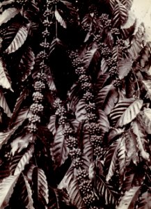 KITLV - 78530 - Kurkdjian - Sourabaia-Java - Coffee plant, presumably in Java - circa 1915 photo