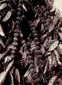 KITLV - 78530 - Kurkdjian - Sourabaia-Java - Coffee plant, presumably in Java - circa 1915