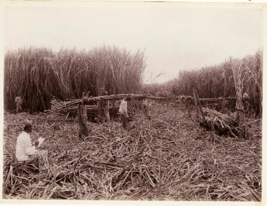 KITLV - 30190 - Kurkdjian, N.V. Photografisch Atelier - Soerabaja - Sugar plantation in East Java - 1921