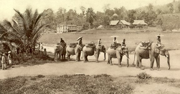 KITLV - 79971 - Kleingrothe, C.J. - Medan - Elephants at Raub in Pahang - circa 1910