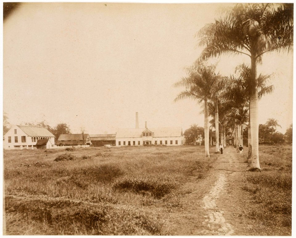 KITLV - 39055 - Muller, Julius Eduard - Paramaribo - Plantation Zorg en Hoop (sugar, cocoa, bananas) in Surinam - circa 1885