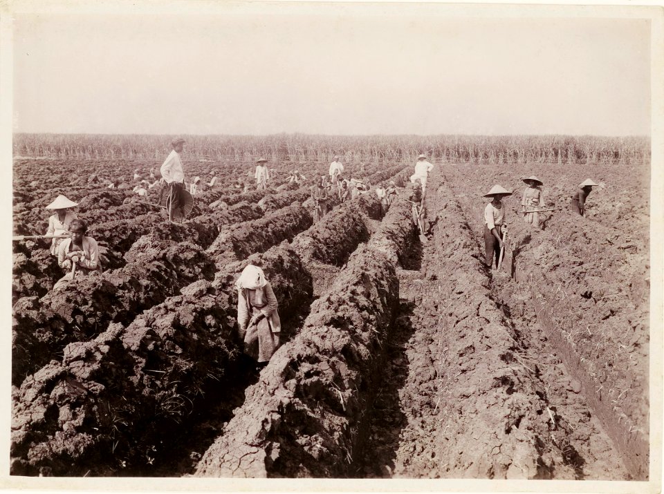 KITLV - 30198 - Kurkdjian, N.V. Photografisch Atelier - Soerabaja - Sugar plantation in East Java - 1921