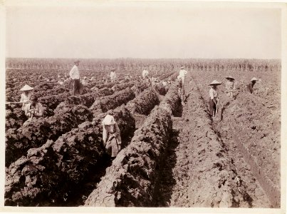 KITLV - 30198 - Kurkdjian, N.V. Photografisch Atelier - Soerabaja - Sugar plantation in East Java - 1921
