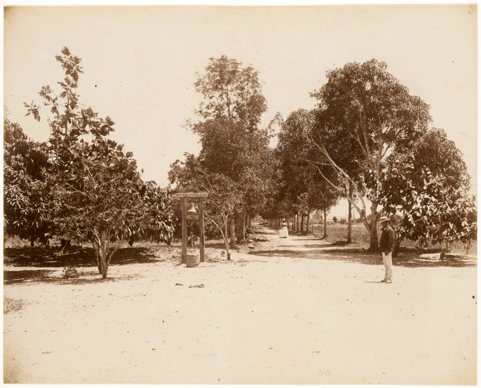 KITLV - 39059 - Muller, Julius Eduard - Paramaribo - Plantation Weltevreden (wood) in Surinam - circa 1885