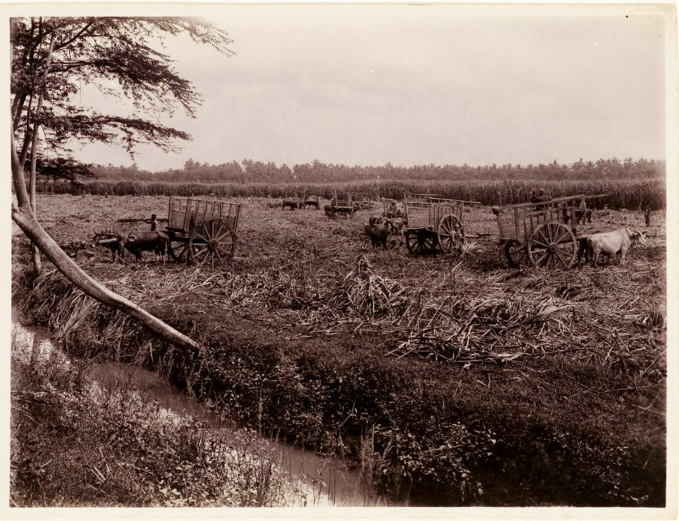 KITLV - 30202 - Kurkdjian, N.V. Photografisch Atelier - Soerabaja - Ox carts to transport sugarcane on the cutting field of a sugar company in East Java - 1921