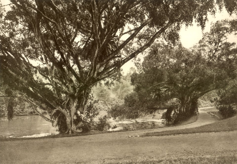KITLV - 79909 - Kleingrothe, C.J. - Medan - Botanical Gardens, Singapore - circa 1910