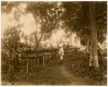 KITLV - 39071 - Muller, Julius Eduard - Paramaribo - A cocoa plantation in Surinam - circa 1885 photo