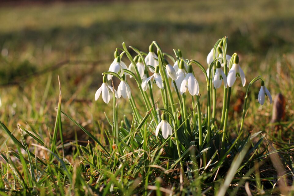 Flower season spring