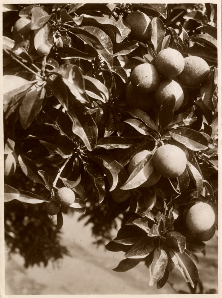 KITLV - 32567 - Kurkdjian - Soerabaja - Key lime fruit (Jeruk nipis, Citrus x aurantifolia) with foliage - circa 1910