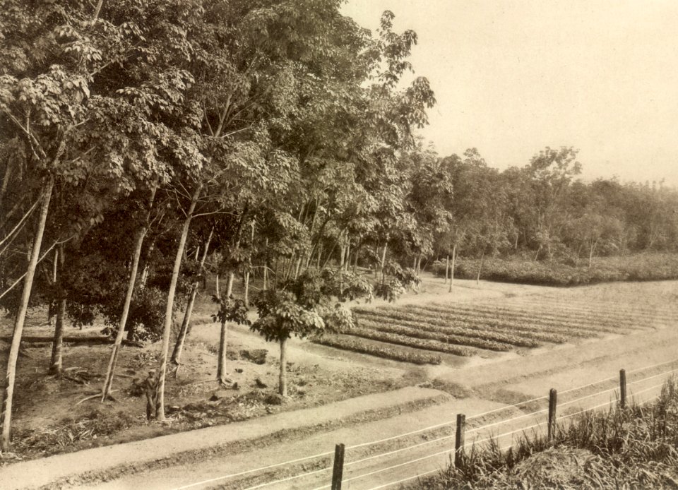 KITLV - 79937 - Kleingrothe, C.J. - Medan - Grow beds and six-year-old trees at a rubber plantation in Malaysia - circa 1910