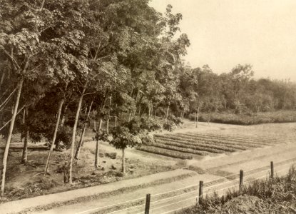 KITLV - 79937 - Kleingrothe, C.J. - Medan - Grow beds and six-year-old trees at a rubber plantation in Malaysia - circa 1910