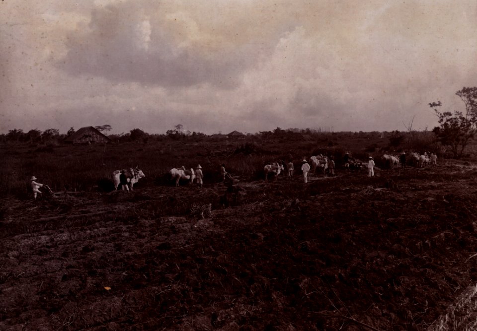 KITLV - 402752 - Stafhell & Kleingrothe - Medan-Deli - Mowing the alang-alang (grass) at a tobacco plantation in Deli - circa 1900