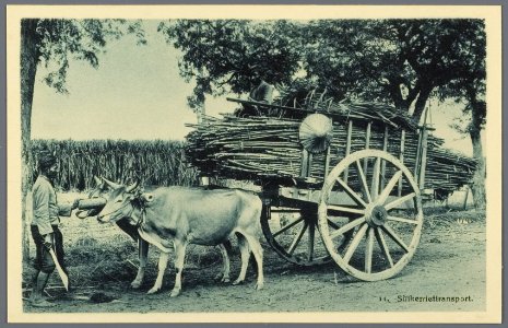 KITLV - 33444 - Kurkdjian, N.V. Photografisch Atelier - Soerabaja - Sugarcane transport by oxcart on Java - circa 1920