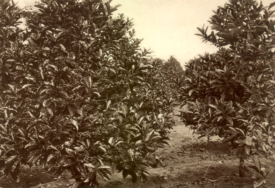KITLV - 79941 - Kleingrothe, C.J. - Medan - Liberia coffee on a plantation in Malaysia - circa 1910