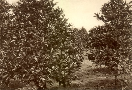 KITLV - 79941 - Kleingrothe, C.J. - Medan - Liberia coffee on a plantation in Malaysia - circa 1910