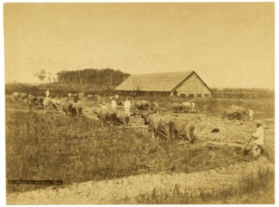 KITLV - 40324 - Stafhell & Kleingrothe - Medan - Site preparation of a tobacco field with buffaloes ploughing near Medan, Sumatra - circa 1889
