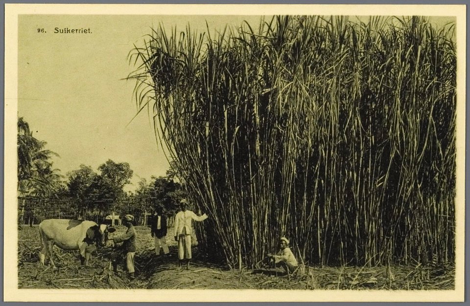 KITLV - 33456 - Kurkdjian, N.V. Photografisch Atelier - Soerabaja - Sugarcane field, Java - circa 1920