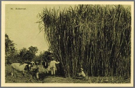 KITLV - 33456 - Kurkdjian, N.V. Photografisch Atelier - Soerabaja - Sugarcane field, Java - circa 1920