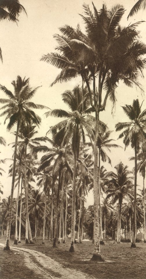 KITLV - 80039 - Kleingrothe, C.J. - Medan - Rare species of coconut palm trees, probably in the botanical gardens in Penang - circa 1910