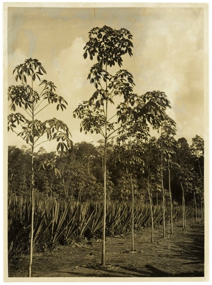 KITLV - 34526 - Kurkdjian, N.V. Photografisch Atelier O. - Soerabaja - Mixed plantings- agave with rubber trees (Hevea brasiliensis) - circa 1920
