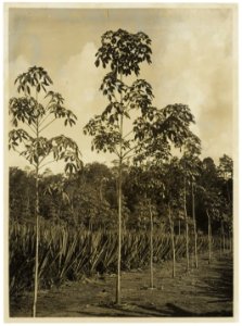 KITLV - 34526 - Kurkdjian, N.V. Photografisch Atelier O. - Soerabaja - Mixed plantings- agave with rubber trees (Hevea brasiliensis) - circa 1920