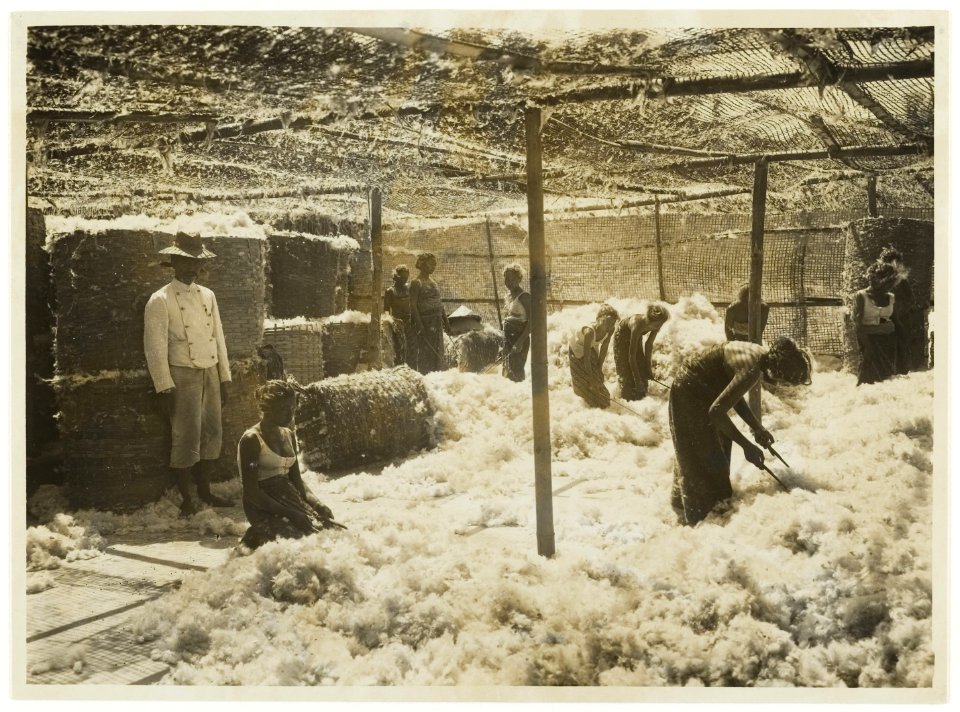 KITLV - 34588 - Kurkdjian, N.V. Photografisch Atelier - Soerabaja - Cleaning the pitted kapok in Java - circa 1920